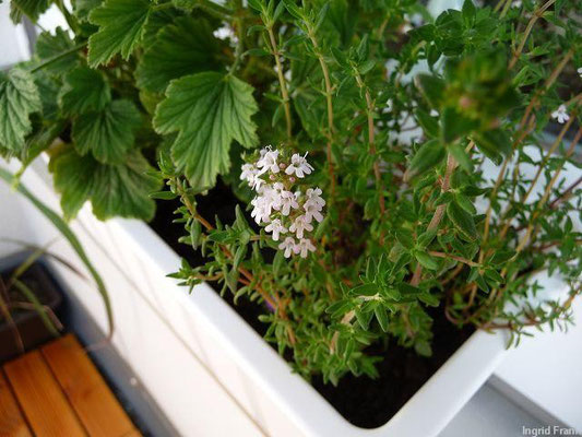 16.06.2013-Thymus vulgaris - Echter Thymian, Gewürz-Thymian