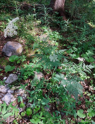 Chaerophyllum aureum / Gold-Kälberkropf  (28.06.2024; Steiermark, Ramsau)