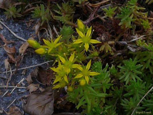 Sedum sexangulare / Milder Mauerpfeffer    VI-VII