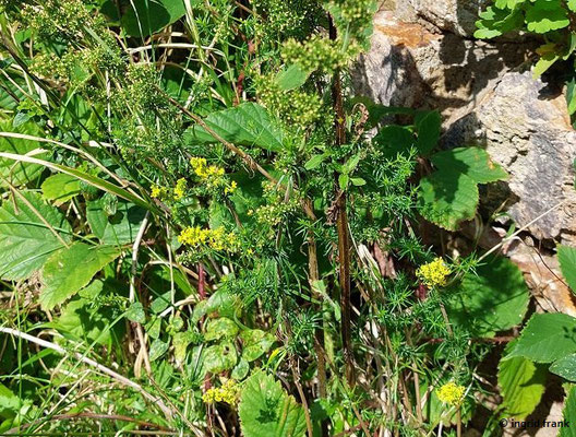 Galium verum / Echtes Labkraut    (17.08.2023; Ruine Schauenburg bei Dossenheim)