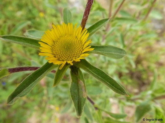 Pallenis spinosa / Stechenes Sternauge