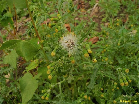 Senecio vulgaris / Gewöhnliches Greiskraut    II-XI