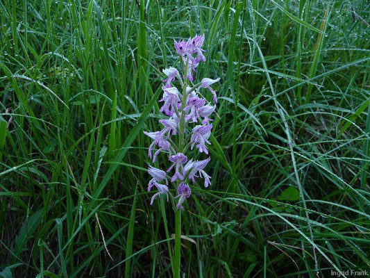 Orchis militaris / Helm-Knabenkraut