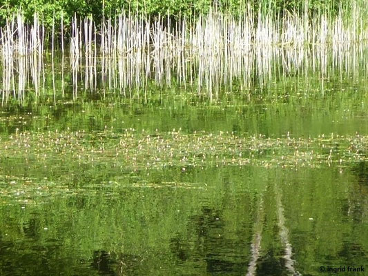 Persicaria amphibia / Wasser-Knöterich