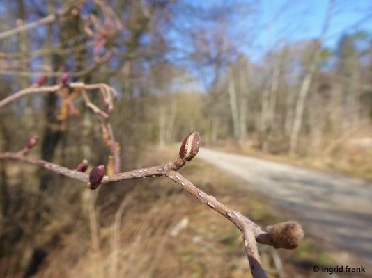 08.03.2021: Alnus glutinosa / Schwarz-Erle 