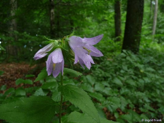 Campanula trachelium - Nesselblättrige Glockenblume    VII-VIII