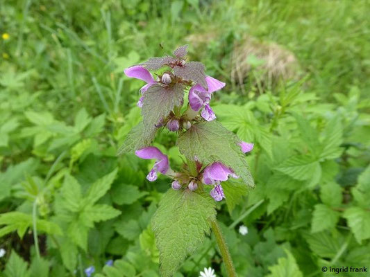 Platz 26: Purpurrote Taubnessel / Lamium purpureum   (nachgewiesen in 1127 der 1161 Kartierquadranten)