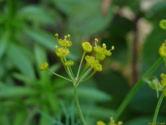 11.07.2011-Anethum graveolens - Dill