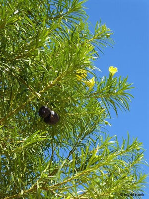 Cascabela peruviana / Schellenbaum, Gelber Oleander