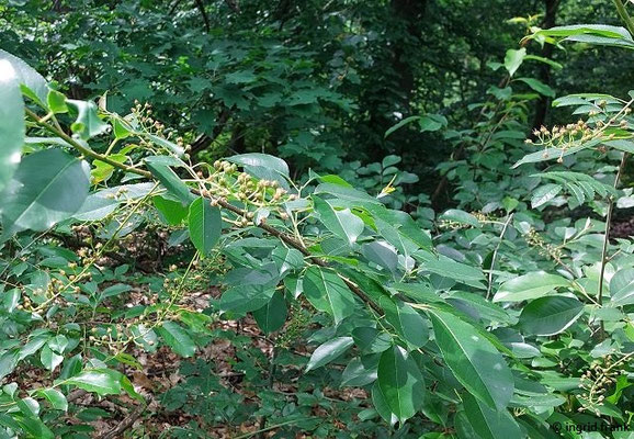 Prunus serotina - Späte Trauben-Kirsche   V-VII