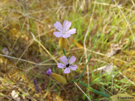 Petrorhagia prolifera / Sprossende Felsennelke