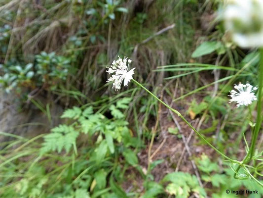 Astrantia minor / Kleine Sterndolde