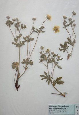 Potentilla intermedia / Mittleres Fingerkraut     VI-IX     (Herbarium Dr. Wolf von Thun)