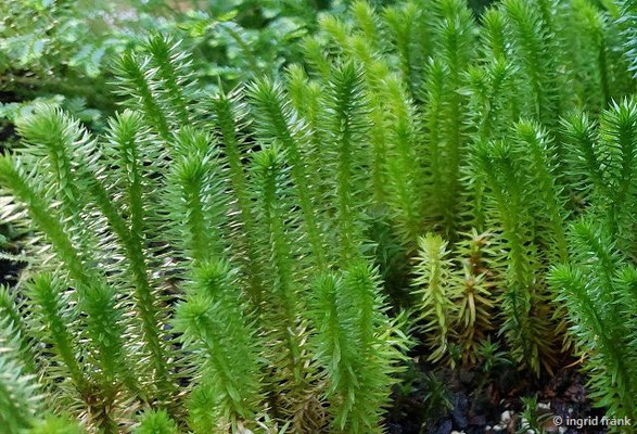 25.02.2026 - Botanischer Garten Basel