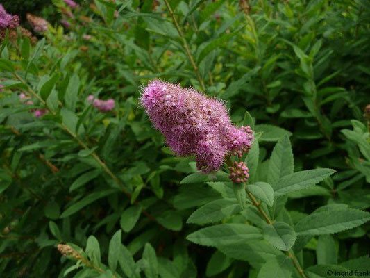 Spiraea salicifolia / Weidenblättriger Spierstrauch