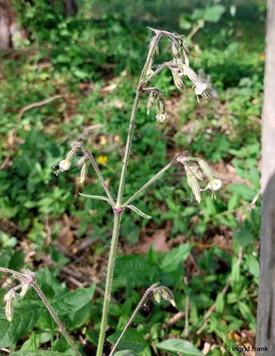 Silene nutans / Nickendes Leimkraut