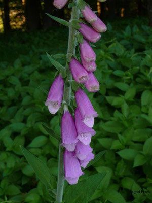 11.06.2010-Digitalis purpurea - Roter Fingerhut