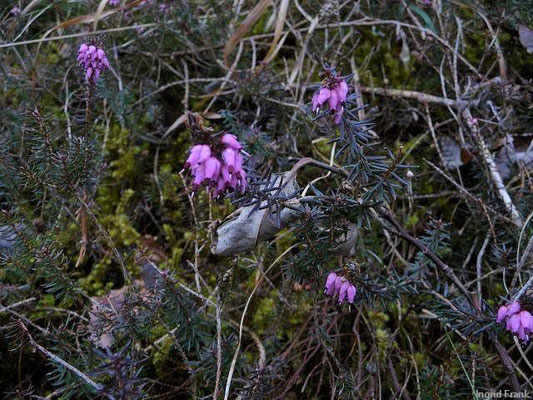 Erica carnea / Schnee-Heide    II-VI
