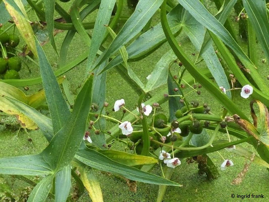 Sagittaria sagittifolia / Gewöhnliches Pfeilkraut    VI-VIII