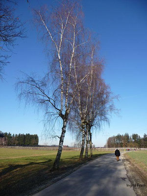 Betula pendula / Hänge-Birke