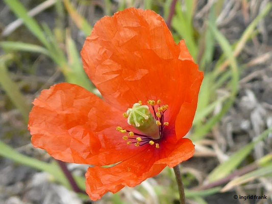 Papaver dubium / Saat-Mohn    V-VII