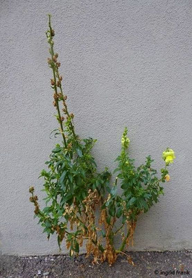 Antirrhinum majus / Großes Löwenmaul  (verwilderte Zierpflanze, teils etabliert, teils unbeständig)