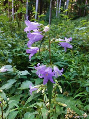 Campanula trachelium / Nesselblättrige Glockenblume