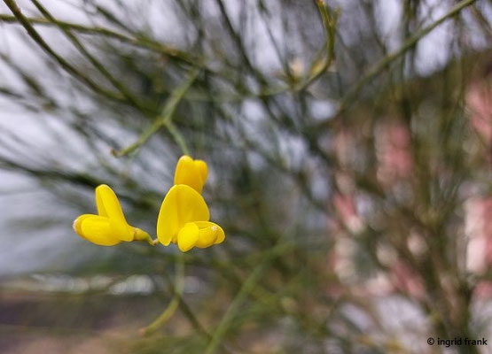 Genista aetnensis - Ätna-Ginster  VI-VII  