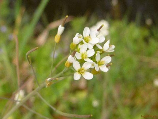 Arabidopsis thaliana / Acker-Schmalwand