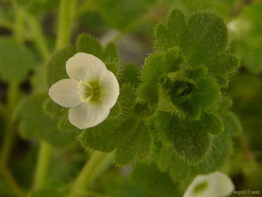 Veronica cymbalaria / Zimbelkraut-Ehrenpreis