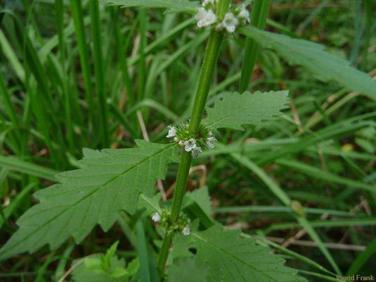 Lycopus europaeus / Ufer-Wolfstrapp