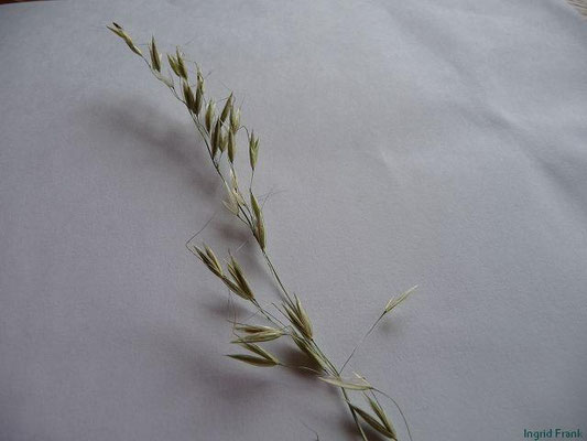  Arrhenatherum elatius / Glatthafer    VI-VII   (laut Wikipedia Kennart der Pflanzengesellschaften des Verbandes der Glatthaferwiesen (Arrhenatherion elatioris))