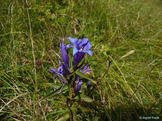 Gentiana asclepiadea / Schwalbenwurz-Enzian    VII-IX