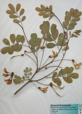 Hippocrepis emerus / Strauchwicke  (05/2005; Achkarren-Büchsenberg / Kaiserstuhl, Waldrand (Herbarium Dr. Wolf v. Thun)