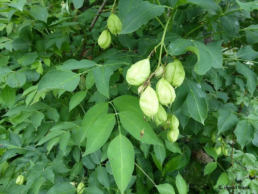 Staphylea pinnata / Gewöhnliche Pimpernuss    V-VI