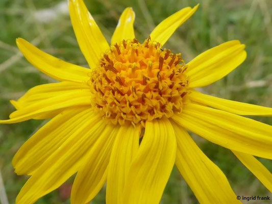 Arnica montana - Echte Arnika
