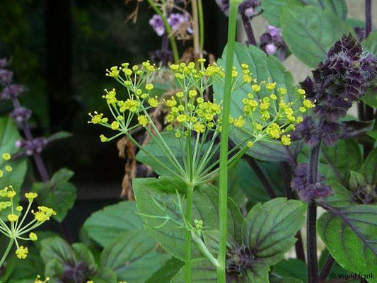 Anethum graveolens