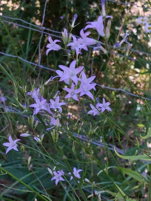 Campanula rapunculus / Rapunzel-Glockenblume  (24.06.2024; NSG Sandhausener Düne, Pferdstrieb)
