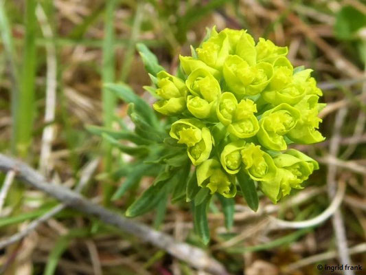 Euphorbia cyparissias / Zypressen-Wolfsmilch   (10.05.2021; NSG Digelfeld)