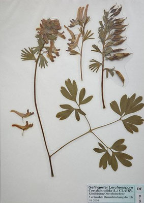 Corydalis solida / Finger-Lerchensporn    IV-V      (Herbarium Dr. Wolf von Thun)