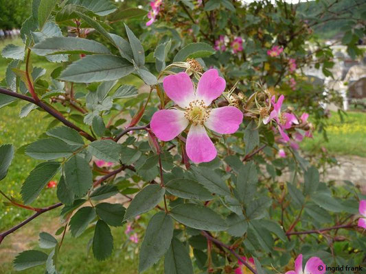 Rosa glauca / Rotblättrige Rose