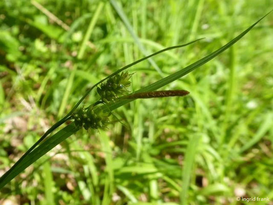 Carex pallescens / Bleich-Segge