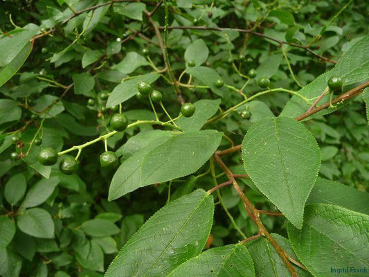 17.06.2012: Prunus padus / Gewöhnliche Trauben-Kirsche