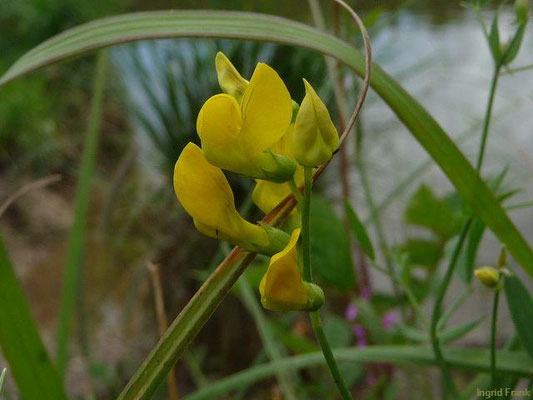 Lathyrus pratensis / Wiesen-Platterbse   (Ausnahme: in Nord-Niedersachsen nur "verbreitet" = in 40-90 % der Kartierflächen vorkommend)