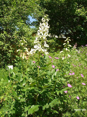 Dictamnus albus / Weißer Diptam (Botanischer Garten Leippzig)