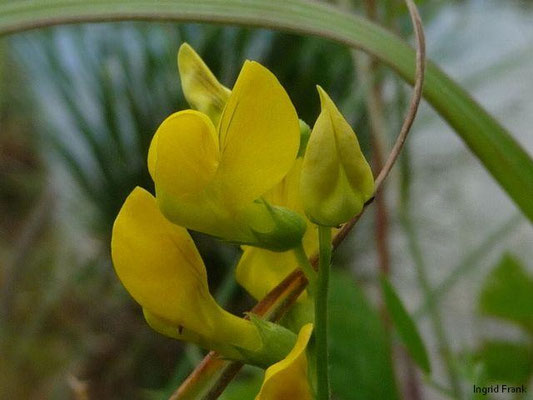 Lathyrus pratensis - Wiesen-Platterbse