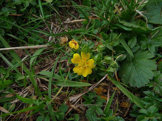 Potentilla aurea - Gold-Fingerkraut    VI-IX