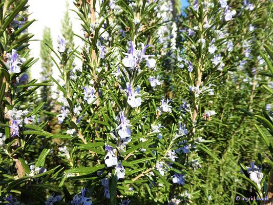 Rosmarin / Rosmarinus officinalis