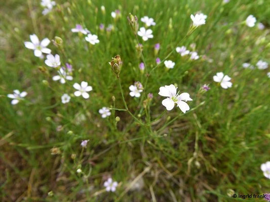 Petrorhagia saxifraga / Felsennelke