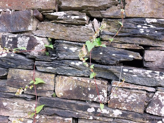 Fallopia dumetorum - Hecken-Windenknöterich